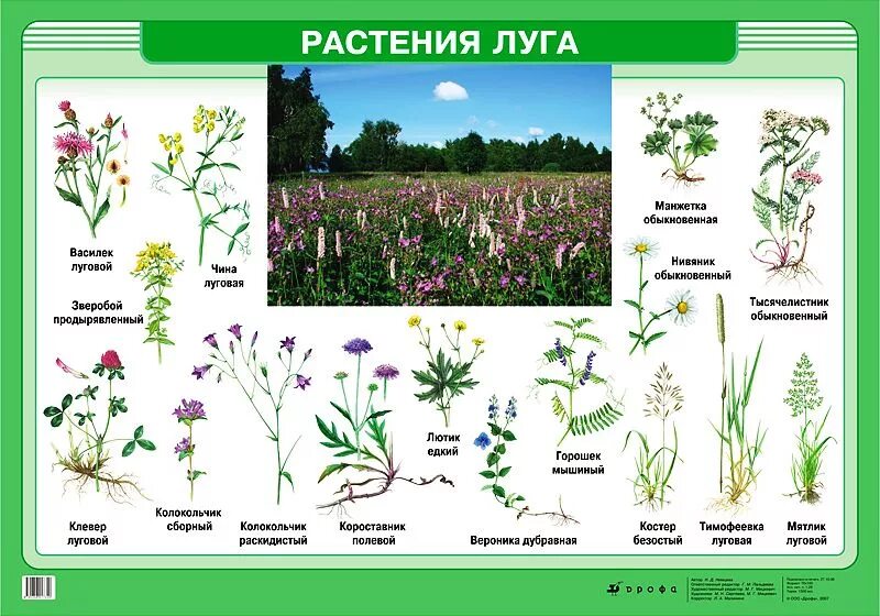 Названия луговых цветов фото Растения луга - наглядное пособие - Корпорация Российский учебник (издательство 