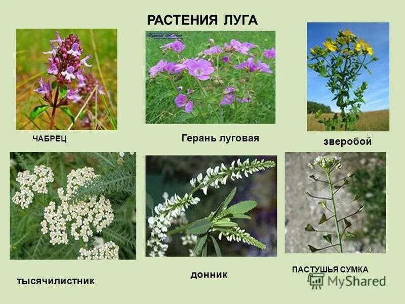 Названия луговых цветов фото Луговой растительный мир примеры: найдено 87 изображений