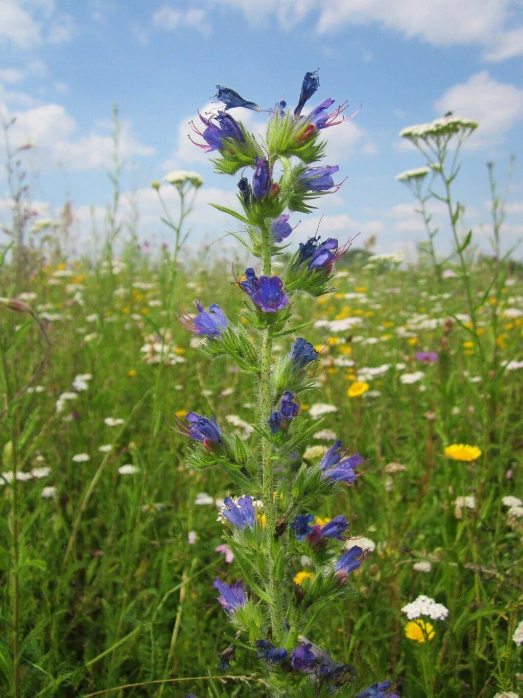Названия луговых цветов фото Growing Viper’s Bugloss Can Benefit the Bees