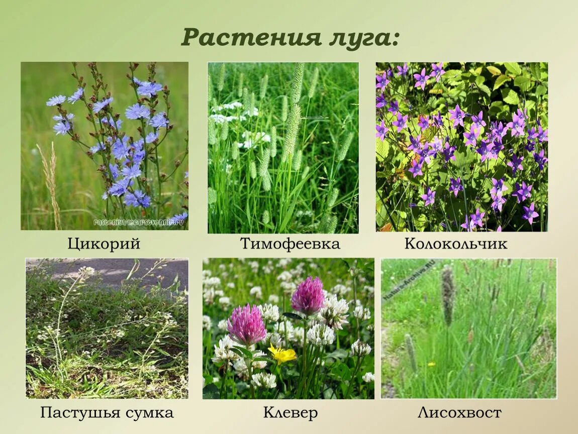 Названия луговых цветов фото Презентация "Жизнь луга"