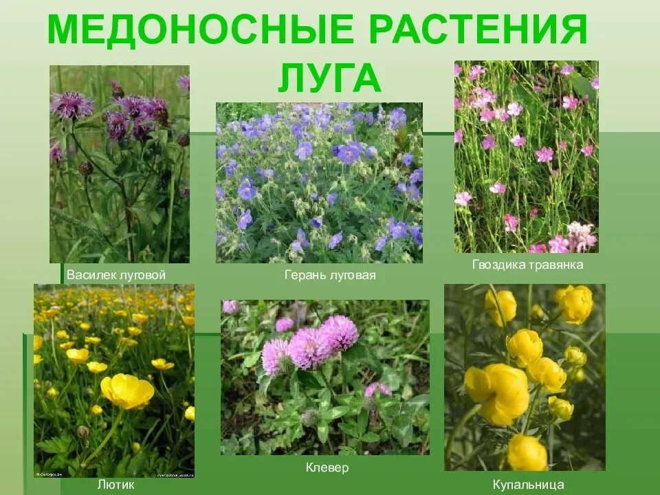 Названия луговых цветов фото Признаки растений луга: найдено 81 изображений