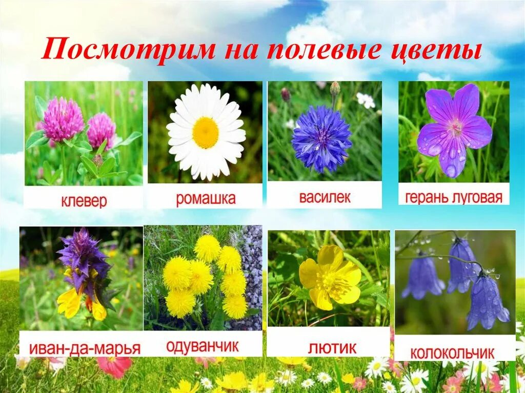 Названия луговых цветов фото Цветы садовые картинки с названиями фото - DelaDom.ru