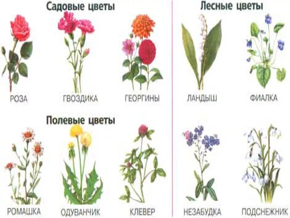Названия луговых цветов фото Картинки ПОКАЖИ ЦВЕТЫ И ИХ НАЗВАНИЯ