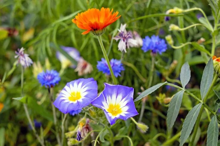 Названия луговых цветов фото #bloom #blossom #flora #flowers #grass #leaves #petals #plants Wild flower meado