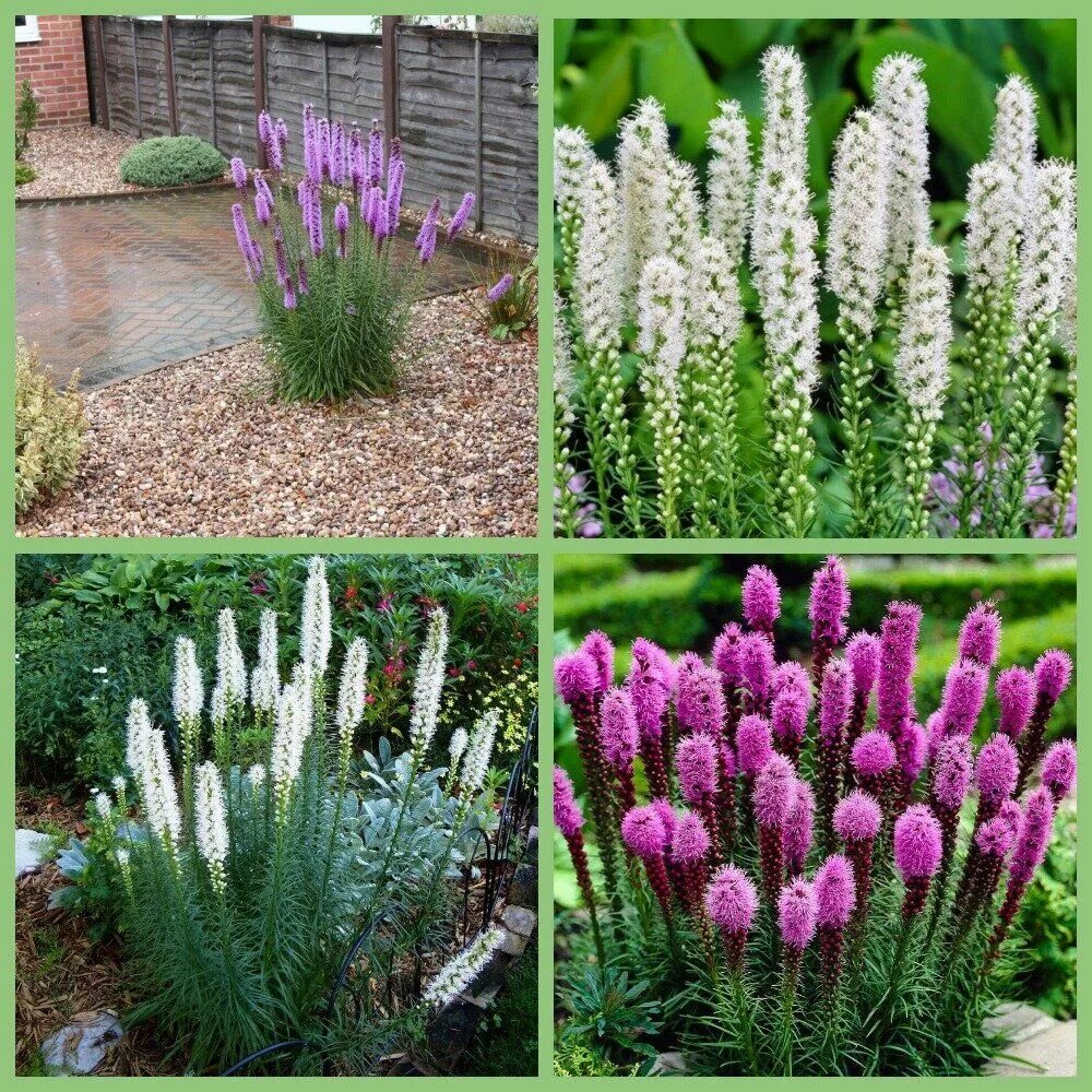 Названия многолетних цветов для дачи фото Лиатрис колосковый белый (Liatris spicata Alba)