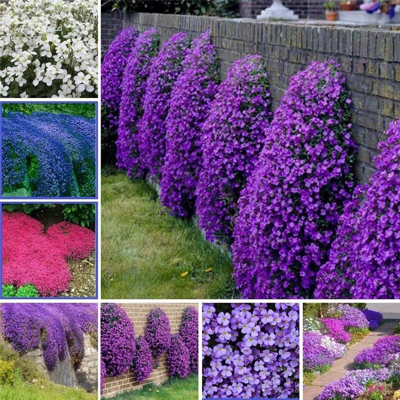 Названия многолетних цветов для дачи фото 100 Pcs/Bag Creeping Thyme Bonsai, Rare Color ROCK CRESS Plant Perennial Ground 