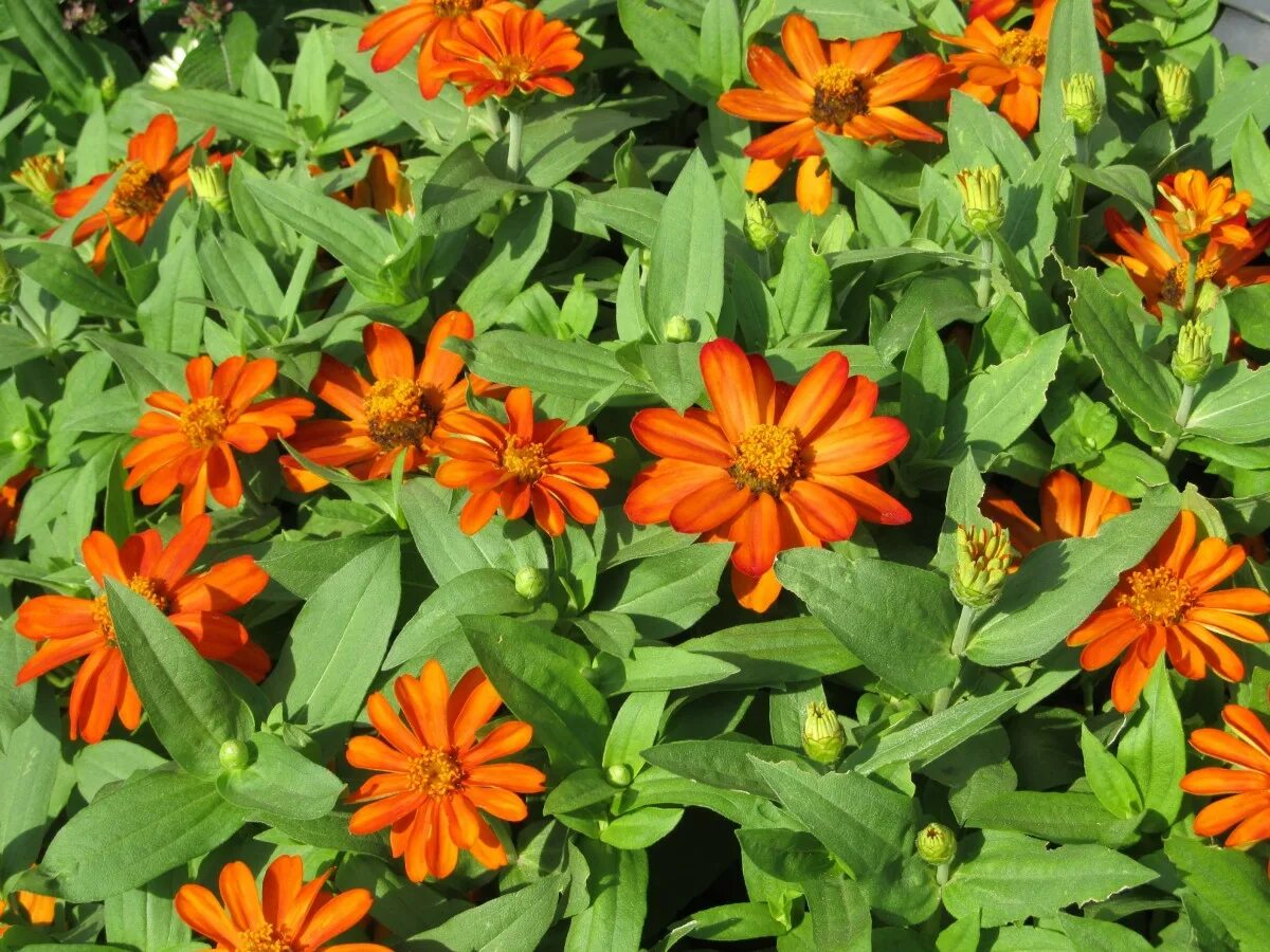 Названия оранжевых цветов и фото Free Images : flower, orange, green, herb, small, botany, colorful, flora, wildf