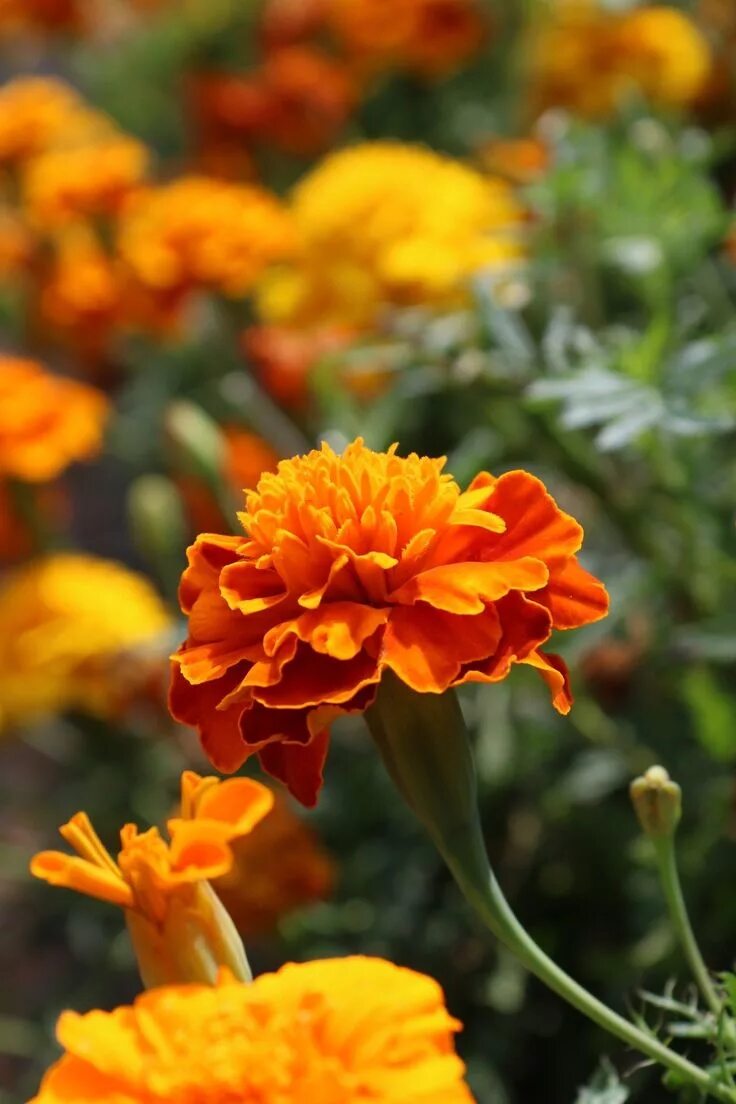 Названия оранжевых цветов и фото Flowers Marigold flower, Beautiful flowers, Beautiful flowers garden