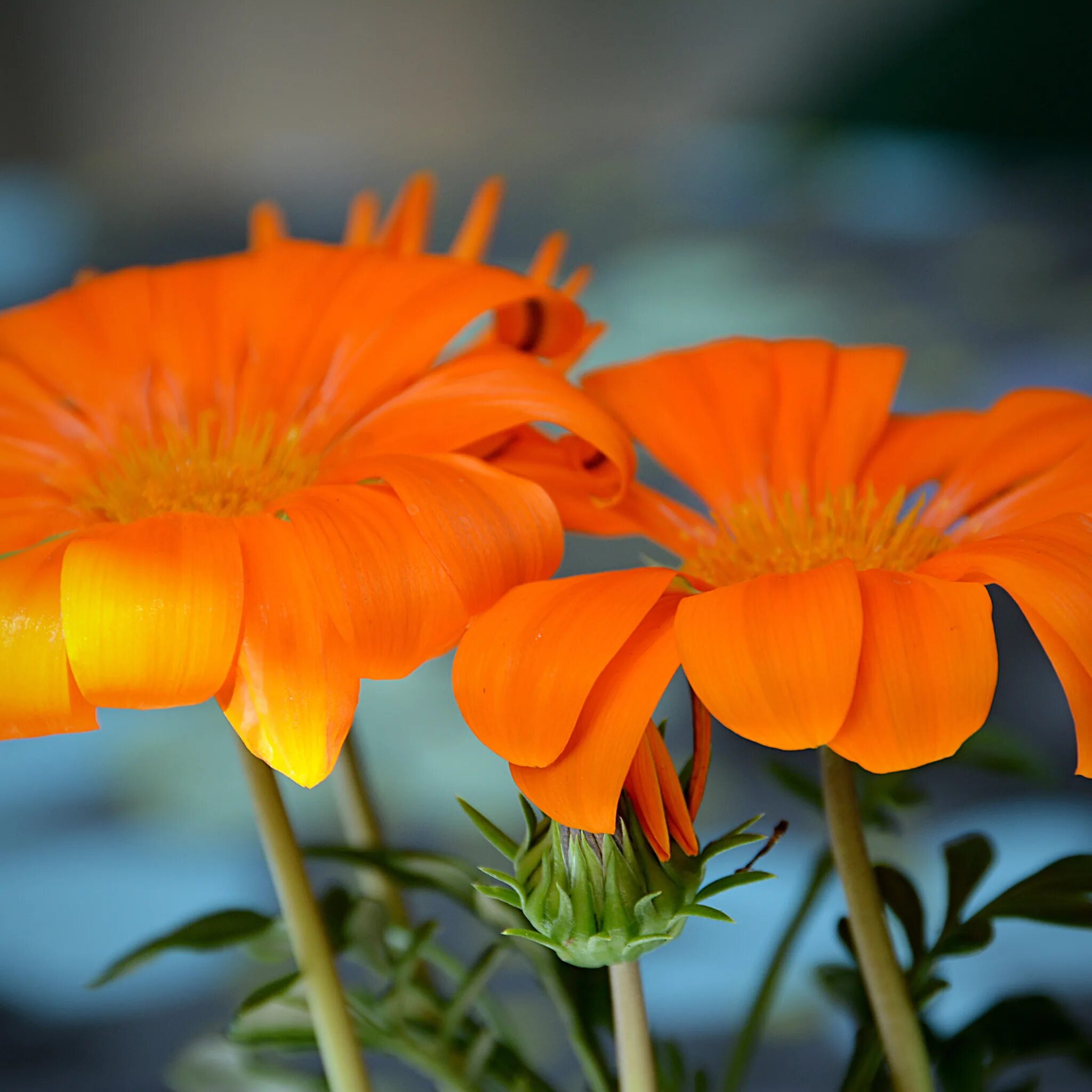 Названия оранжевых цветов и фото Скачать обои Цветы, оранжевые, flowers, orange, боке, bokeh, раздел цветы в разр