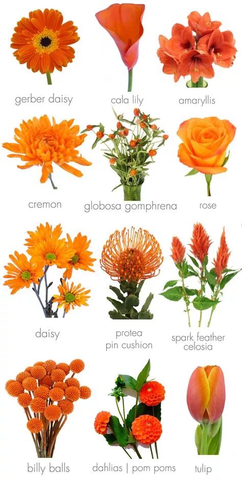 Названия оранжевых цветов и фото 10 популярных идей на тему "orange flowers bouquet" для вдохновения