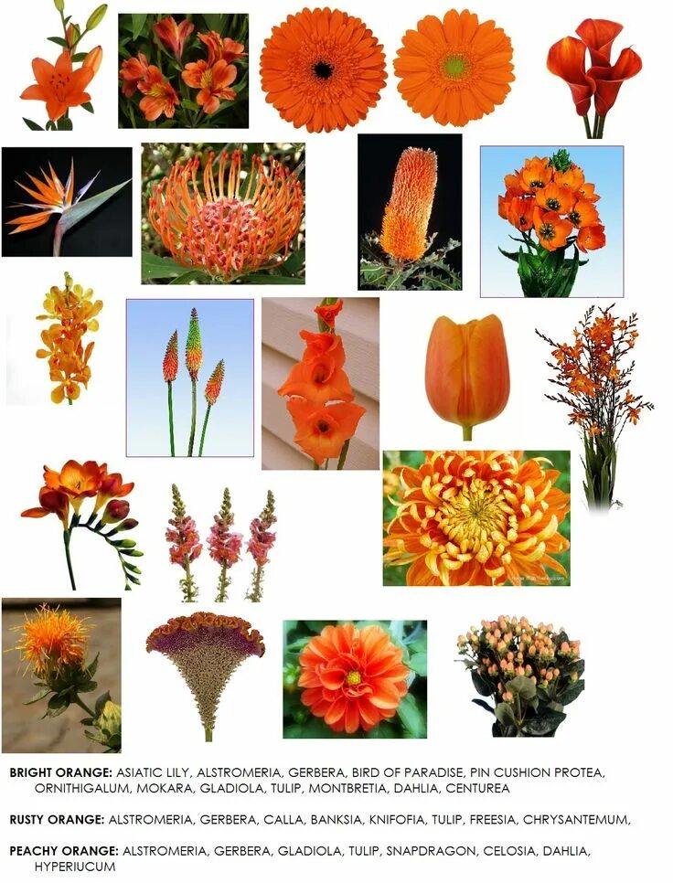 Названия оранжевых цветов и фото Sixth In Our Series On Color - Orange Bright wedding flowers, Orange flowers, Or