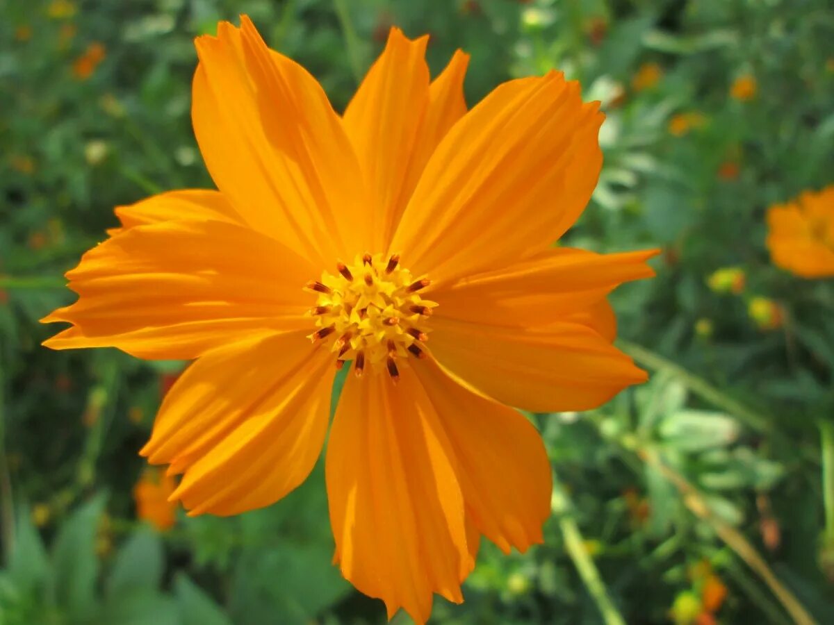 Названия оранжевых цветов и фото Free Images : field, meadow, prairie, flower, petal, orange, herb, park, botany,