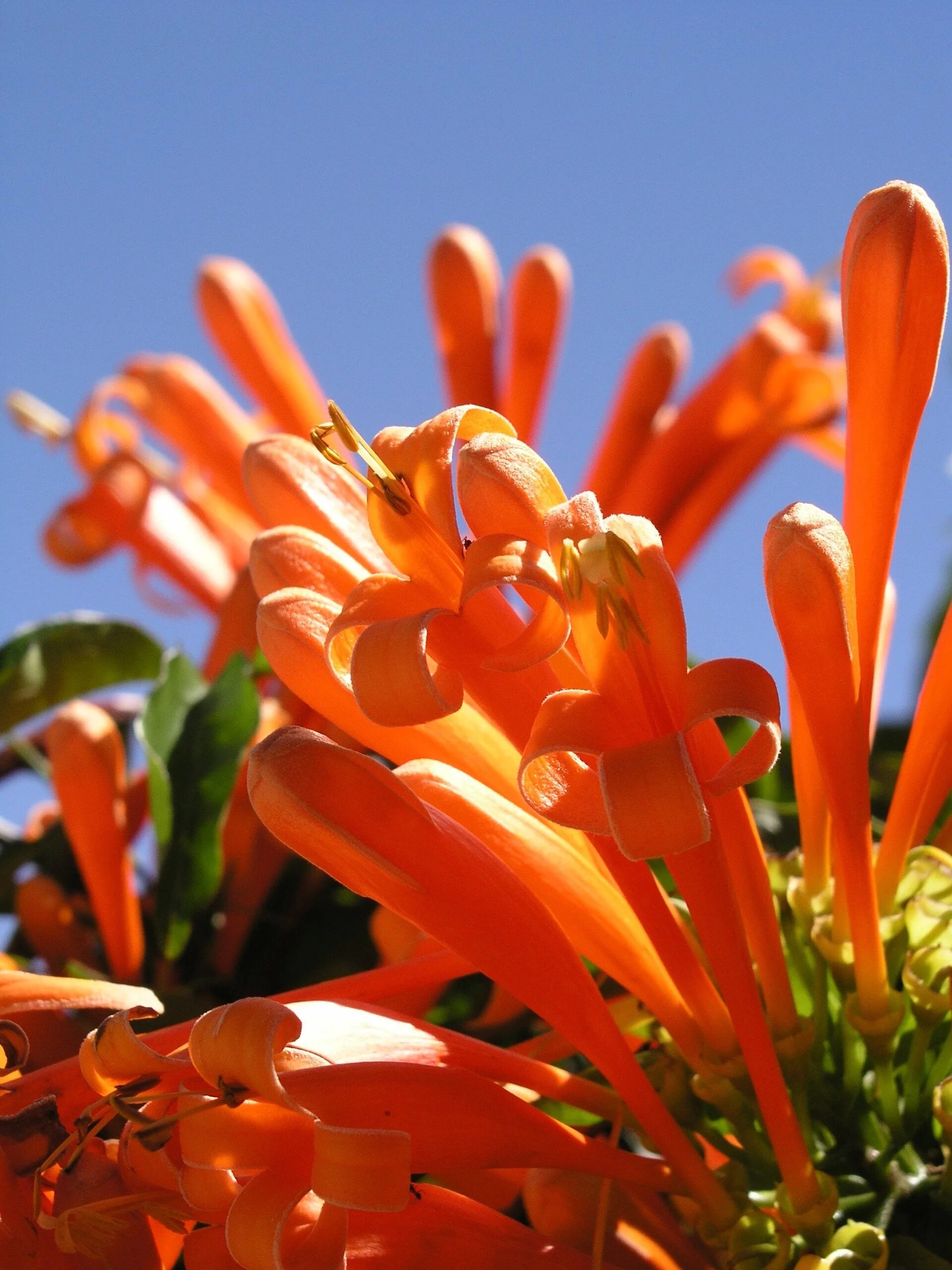 Названия оранжевых цветов и фото Orange flowers against a clear sky free image download