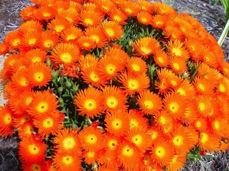 Названия оранжевых цветов и фото Bright orange ice plant - Mesembryanthemum sp. Planting succulents, Australian g