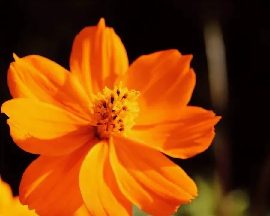 Названия оранжевых цветов и фото FLOWERS - Flowers & Nature Background Wallpapers on Desktop Nexus (Image 2169684