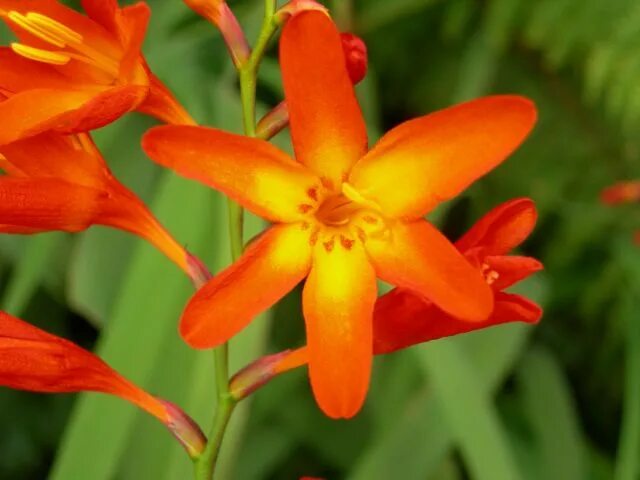 Названия оранжевых цветов и фото Crocosmia (montbrecia) perennial: planting and care, photo of flowers - Healthy 