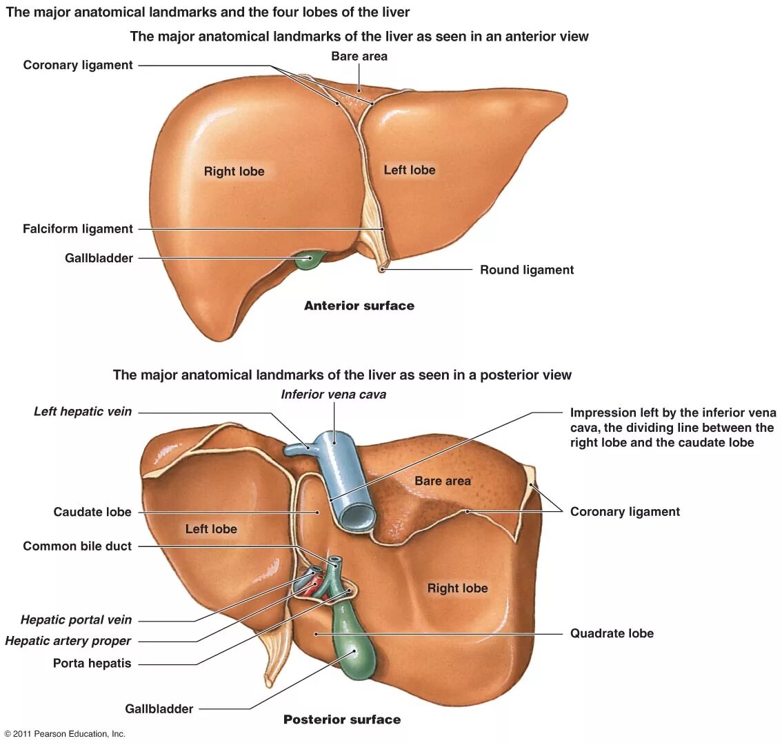 Названия печени фото Abdomen:Solid viscus:Liver RANZCRPart1 Wiki Fandom