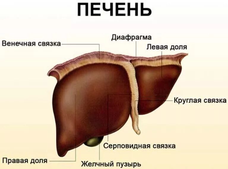 Названия печени фото Анатомия и функции печени: расположение, вес и размер печени