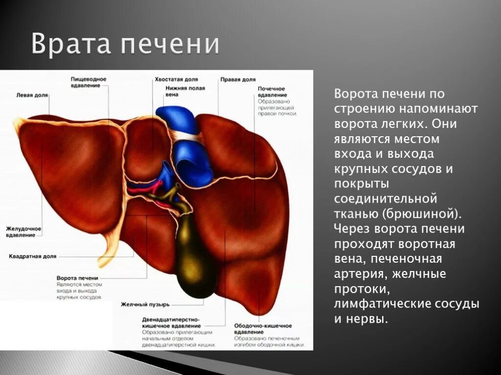 Названия печени фото Презентация "Печень и поджелудочная железа" - скачать проект
