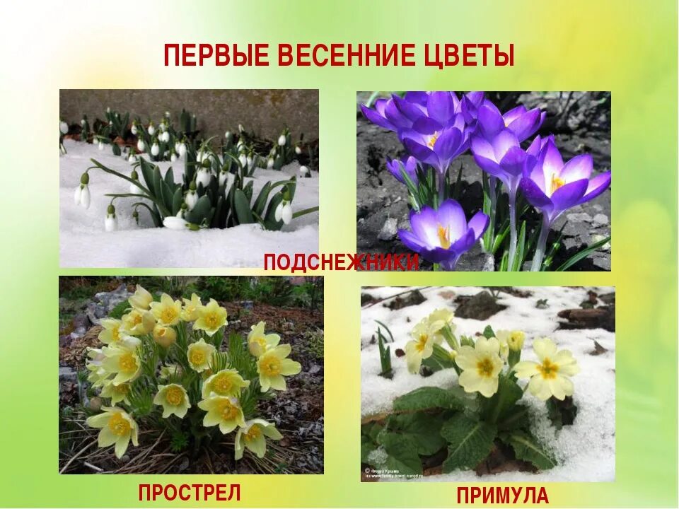 Названия ранних весенних цветов фото Первые весенние цветы названия фото - DelaDom.ru