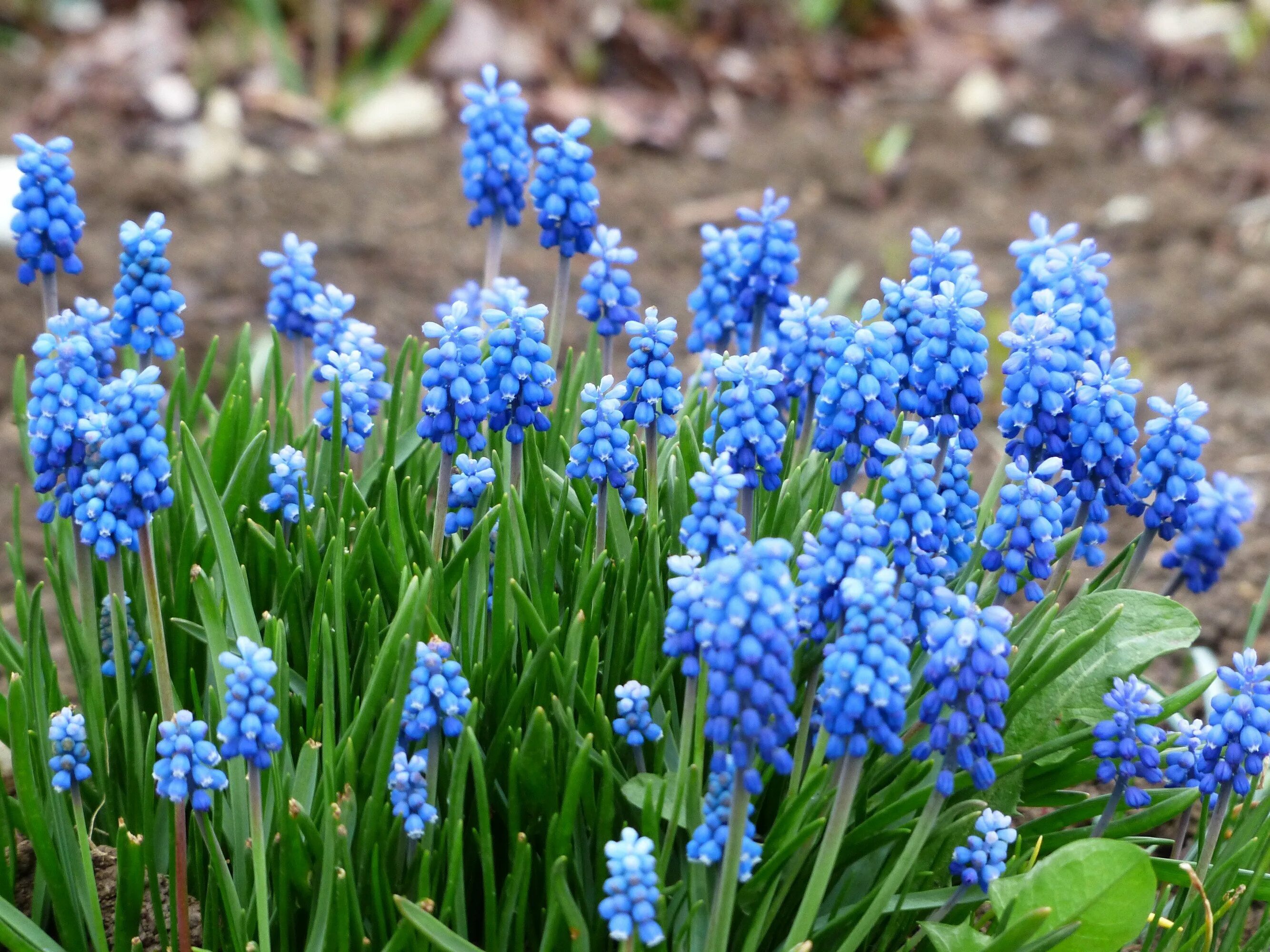 Названия ранних весенних цветов фото Muscari Ocean Magic (Grape Hyacinth) Fleurs printemps, Fleurir, Printemps