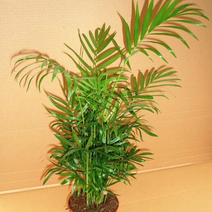Названия цветов фото пальм Bergpalm Blommor, Palmer