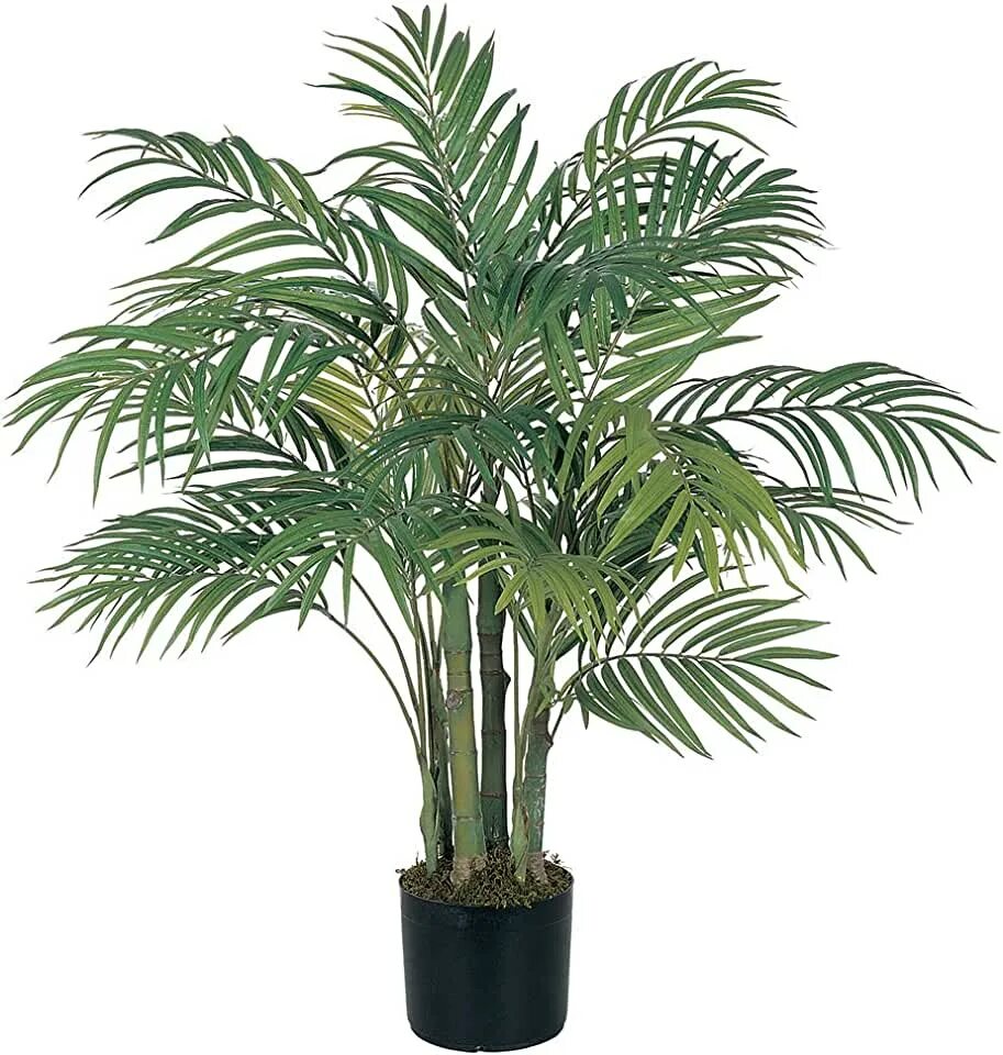 Названия цветов фото пальм Amazon.com: Areca Palm