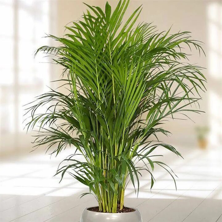 Названия цветов фото пальм Redirecting Bamboo seeds, Garden plants, House plants