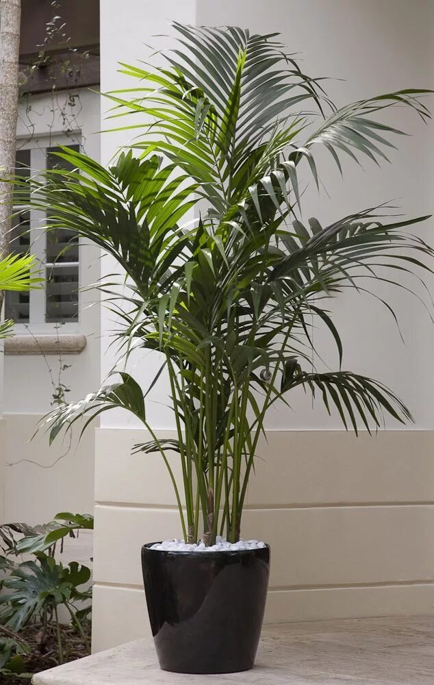 Названия цветов фото пальм How to Grow Palms Plantas de exterior, Plantas, Plantas de interior