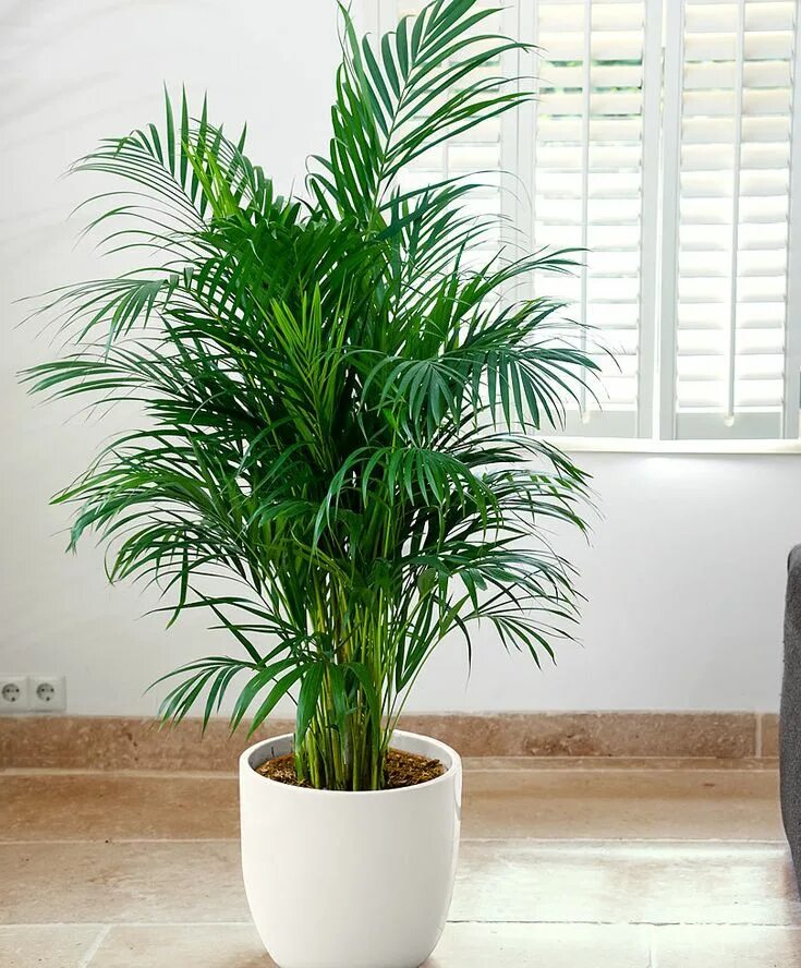 Названия цветов фото пальм Air so Pure ® Areca palm Inside plants, Ornamental plants, Plant decor