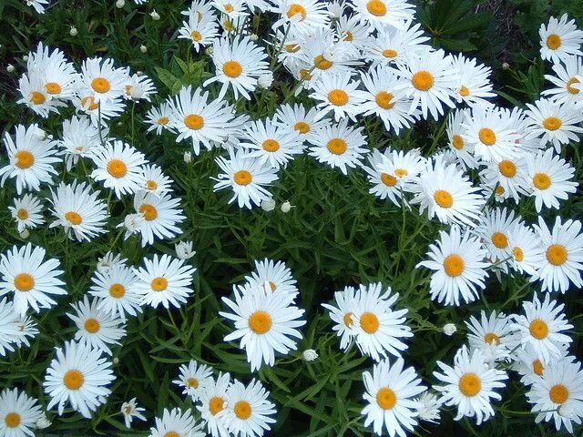 Названия цветов похожих на ромашку фото Deadheading Shasta Daisies - How To Deadhead Daisies Shasta daisies, Types of da