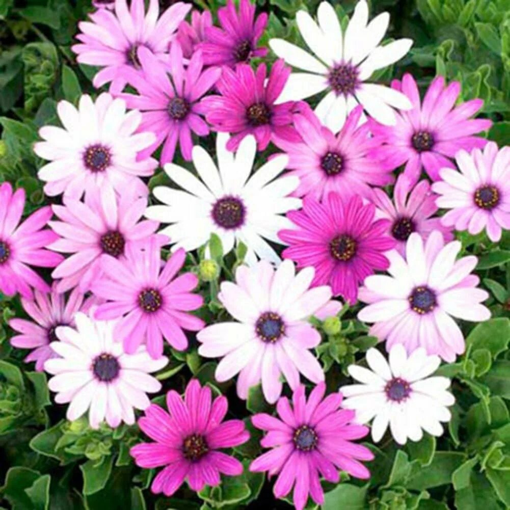 Названия цветов похожих на ромашку фото 35шт африканская маргаритка смесь Osteospermum Ecklonis семена цветов купить нед