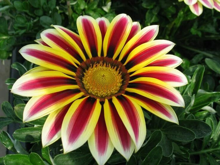 Названия цветов похожих на ромашку фото Gazania Splendens Flower Seeds Mixed Colors Fresh Seeds Etsy in 2022 Flower seed