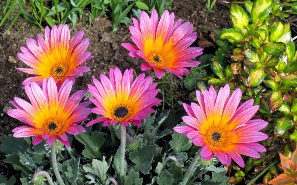 Названия цветов похожих на ромашку фото Арктотис Blommor