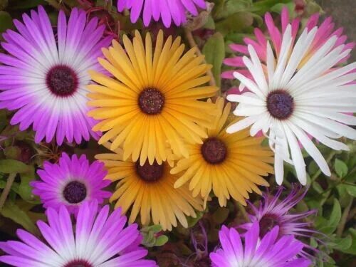 Названия цветов похожих на ромашку фото 200 ICE PLANT MESEMBRYANTHEMUM DAISY Flower Seeds Mixed Colors *Flat S/H eBay