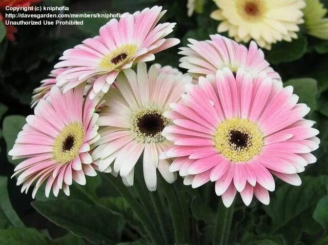 Названия цветов похожих на ромашку фото Гербера - Gerbera, обсуждаем уход