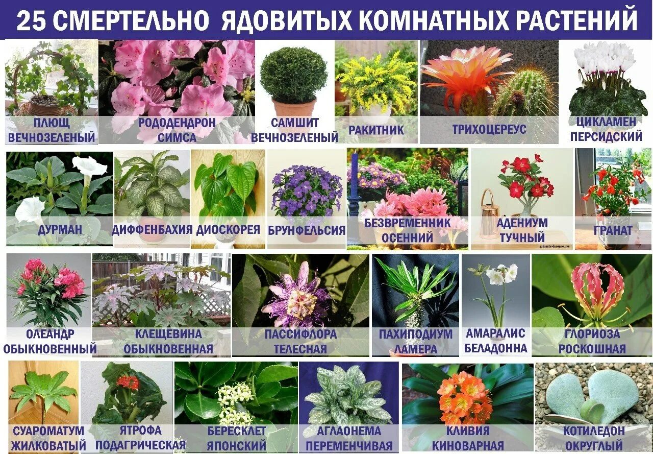 Названия цветов растений с фото Комнатные цветы список HeatProf.ru