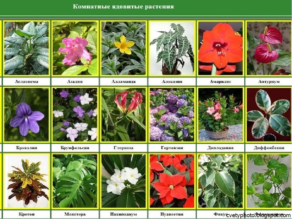 Названия цветов растений с фото Растения с названиями - CoffeePapa.ru