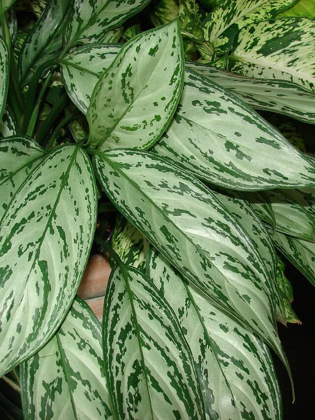 Названия цветов с пестрыми листьями фото File:Starr 070906-8788 Aglaonema commutatum crop.jpg - Wikipedia