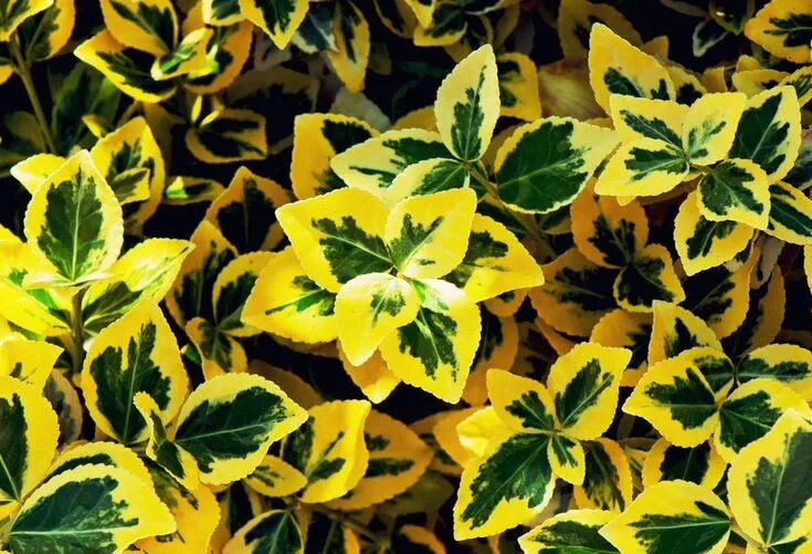 Названия цветов с пестрыми листьями фото Бересклет Форчуна Emerald Gold Вечнозеленые кустарники, Цветущие кустарники, Поч