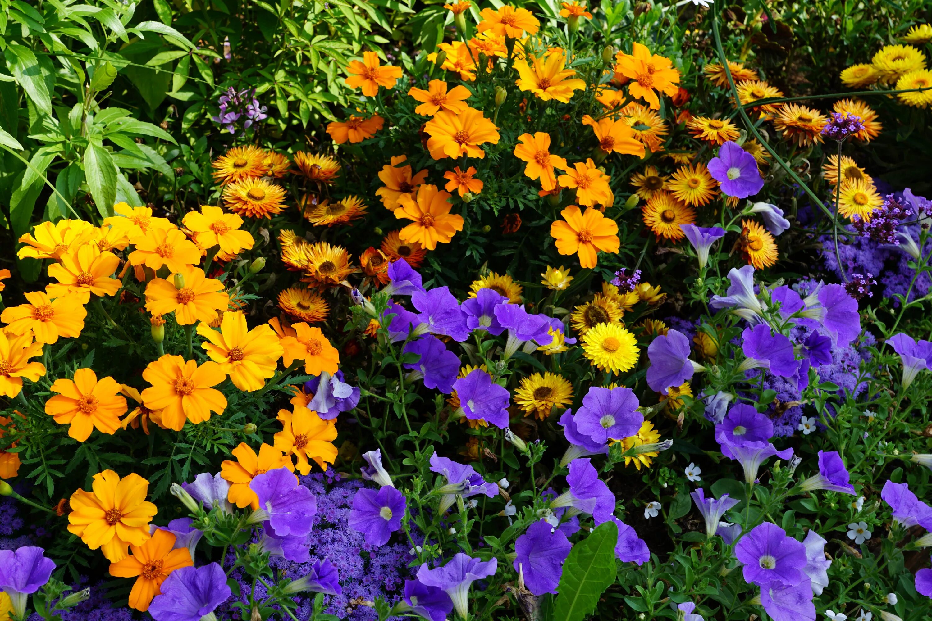 Названия цветов цветущих все лето фото Free Images : nature, meadow, flower, green, colorful, garden, flora, wildflower