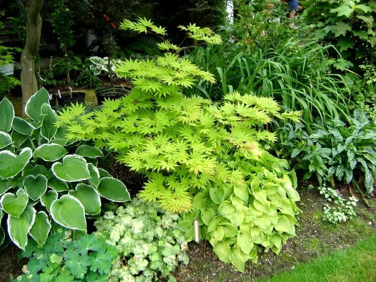Названия тенелюбивые цветы для сада фото Posts about Hakonechloa macro 'Aureola' on Green Theatre Shade garden plants, Ma