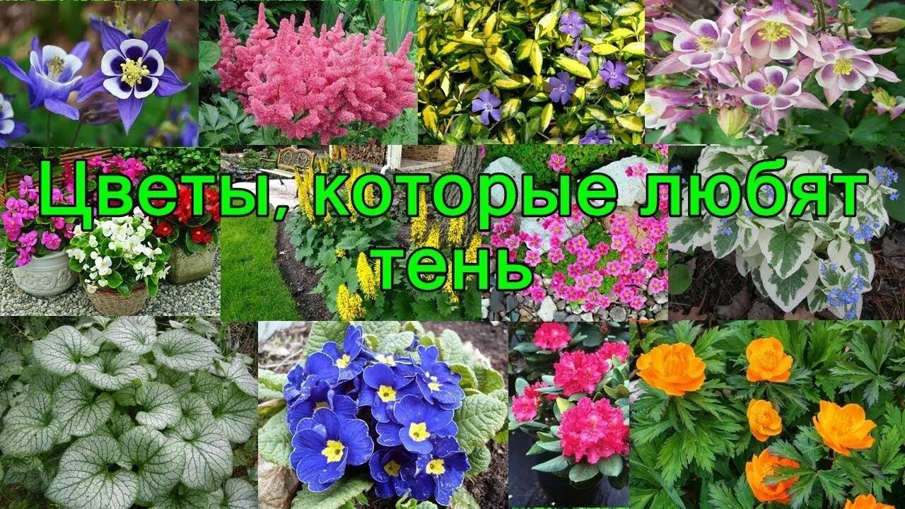 Названия тенелюбивые цветы для сада фото Цветы, которые любят ТЕНЬ. в 2024 г Теневыносливые растения, Цветы, Черенки раст