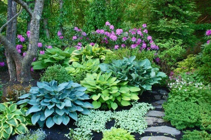 Названия тенелюбивые цветы для сада фото Pin by Amanda Caines on Garden Hosta gardens, Shade garden plants, Shade garden