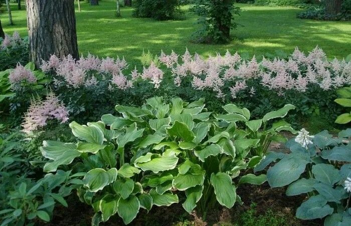 Названия тенелюбивые цветы для сада фото Flower bed designs under trees: 32 juicy options in the shade My desired home Sh