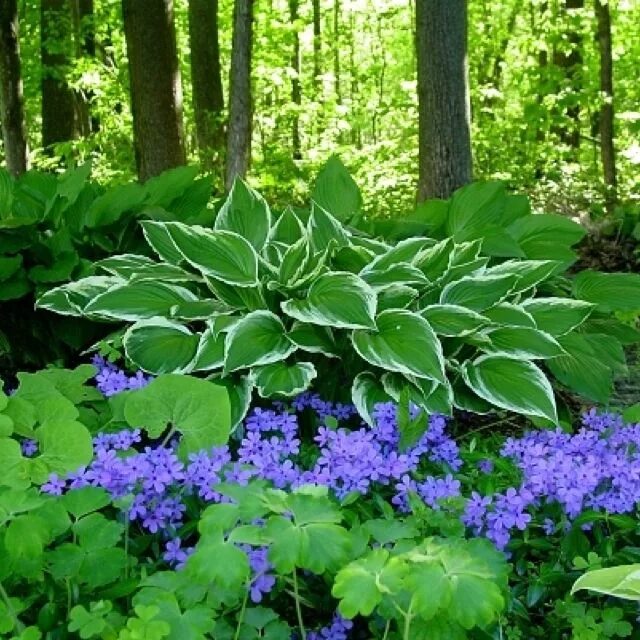 Названия тенелюбивые цветы для сада фото Garden Phlox Hosta gardens, Shade plants, Shade garden plants