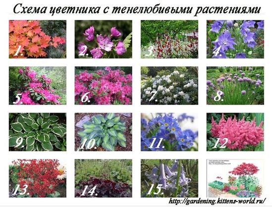 Названия тенелюбивые цветы для сада фото Vorota24.com.ua (vorota24) - Profile Pinterest