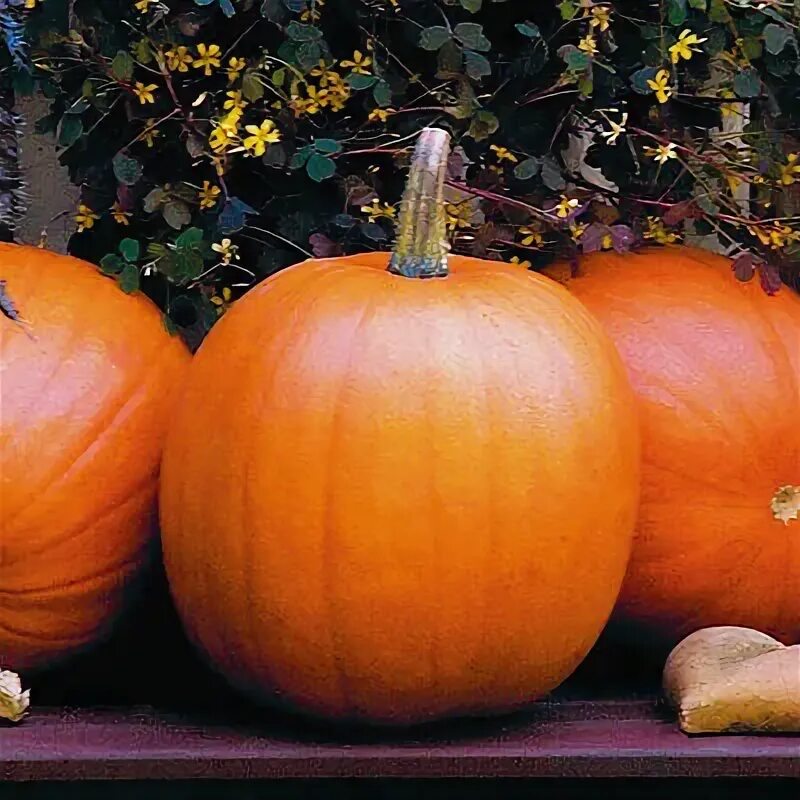 Названия тыкв с фото и описание Pumpkin JACK-O-фонарь-семена тыквы-вкусный, отлично подходит для Хэллоуина - 10 