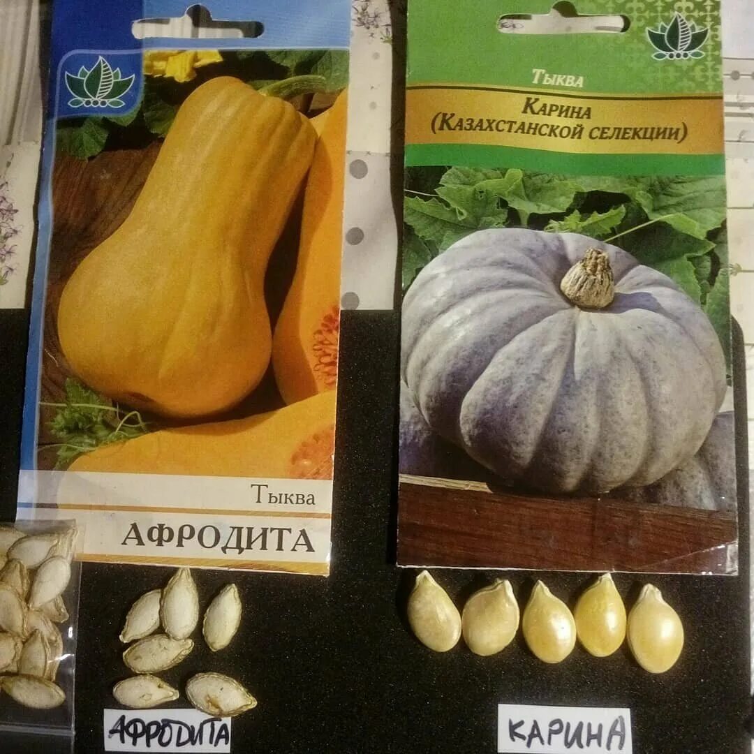 Названия тыкв с фото и описание Тыква мускатная Афродита Меня зовут Мария Дзен