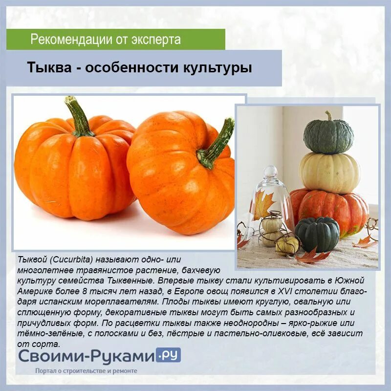 Названия тыкв с фото и описание Все о тыкве фото - DelaDom.ru